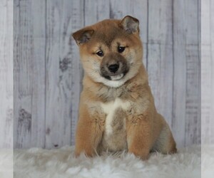 Shiba Inu Puppy for sale in FREDERICKSBG, OH, USA
