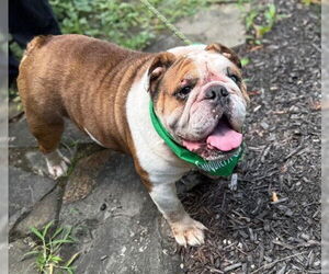 Bulldog-Unknown Mix Dogs for adoption in Warrenton, VA, USA
