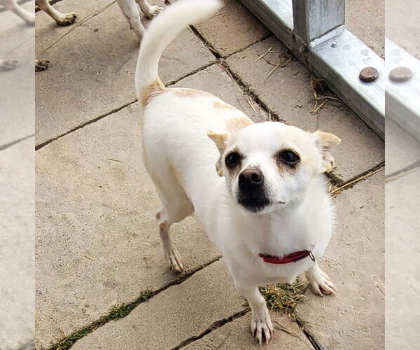 Medium Photo #2 Rat Terrier Puppy For Sale in Atlanta, GA, USA