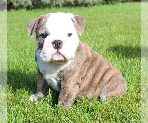 Medium Photo #1 English Bulldog Puppy For Sale in HOUSTON, TX, USA