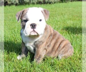 English Bulldog Dogs for adoption in HOUSTON, TX, USA