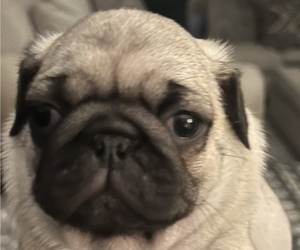 Pug Puppy for sale in SURPRISE, AZ, USA
