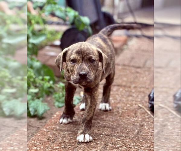 Medium Photo #3 Plott Hound-Unknown Mix Puppy For Sale in Wyoming, MI, USA
