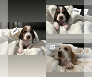 Basset Hound Puppy for Sale in FOUNTAIN, Colorado USA