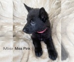 Small #6 German Shepherd Dog