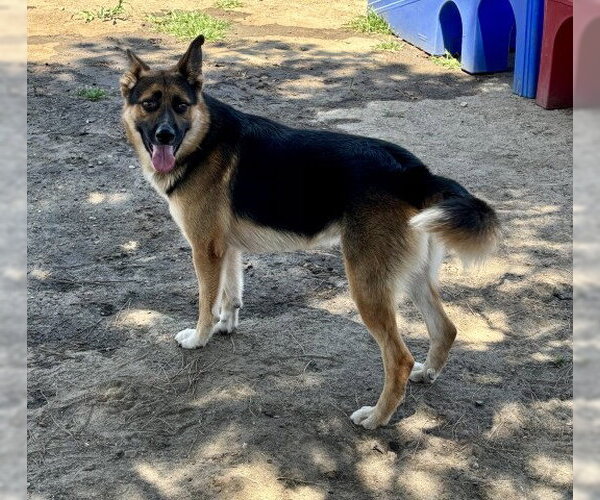 Medium Photo #2 German Shepherd Dog-Unknown Mix Puppy For Sale in San Bernardino, CA, USA