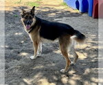 Small #1 German Shepherd Dog Mix