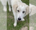 Small Photo #2 Great Pyrenees-Unknown Mix Puppy For Sale in Binghamton, NY, USA