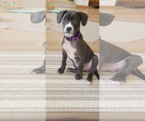 Johnny - Male Boxador Dog for Adoption - Photo #6