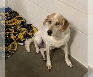 Treeing Walker Coonhound-Unknown Mix Dogs for adoption in Olathe, KS, USA