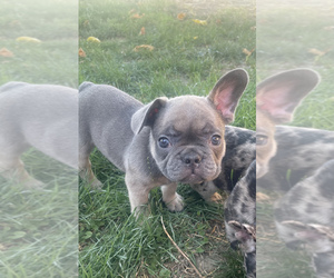 French Bulldog Puppy for sale in BAKERSFIELD, CA, USA