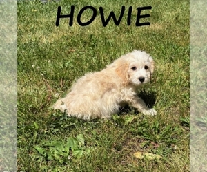 Cockapoo (Miniature) Puppy for sale in HARTLAND, MN, USA