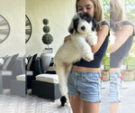 Puppy Boxer Sheepadoodle