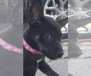 Sinclair - Female Labrador Retriever-Unknown Mix Dog for Adoption - Photo #2