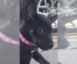 Small Photo #2 Labrador Retriever-Unknown Mix Puppy For Sale in The Woodlands, TX, USA
