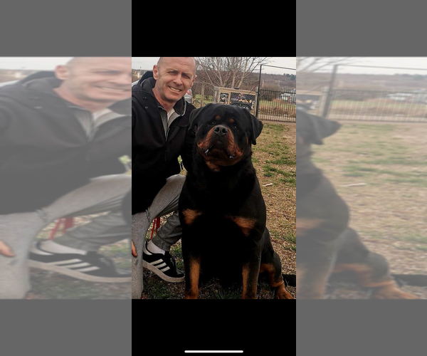 Medium Photo #5 Rottweiler Puppy For Sale in HOUSTON, AR, USA