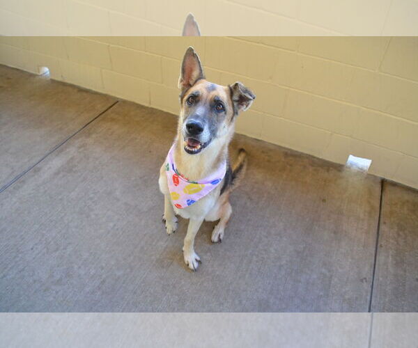 Medium Photo #3 German Shepherd Dog-Unknown Mix Puppy For Sale in McKinney, TX, USA