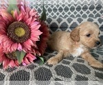 Small Photo #6 Aussiedoodle Miniature  Puppy For Sale in GREENWOOD, MO, USA
