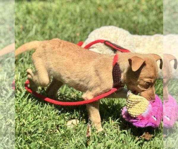 Medium Photo #4 Mutt Puppy For Sale in Yardley, PA, USA