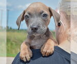 Small #5 Mutt