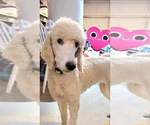 Small Photo #27 Poodle (Standard) Puppy For Sale in MOORESVILLE, NC, USA