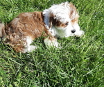 Small Photo #6 Mal-Shi-YorkiePoo Mix Puppy For Sale in ROCKVILLE, MD, USA