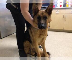 German Shepherd Dog Dogs for adoption in Riverside, CA, USA