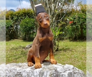 Doberman Pinscher Puppy for sale in MURRIETA, CA, USA