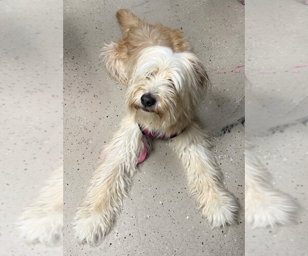 Medium Photo #4 Unknown-Wheaten Terrier Mix Puppy For Sale in Mundelein, IL, USA