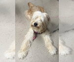 Small #3 Wheaten Terrier Mix