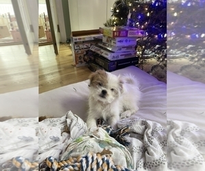 Jatzu Puppy for sale in MILTON, MA, USA