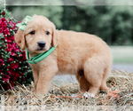 Small #4 Golden Retriever