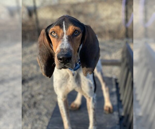 Medium Photo #1 Coonhound-Unknown Mix Puppy For Sale in Elmsford, NY, USA
