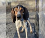 Small Photo #1 Coonhound-Unknown Mix Puppy For Sale in Elmsford, NY, USA