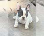 Small #3 French Bulldog