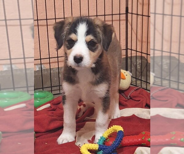 Medium Photo #2 Border Terrier-Unknown Mix Puppy For Sale in House Springs, MO, USA