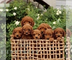 Small #1 Cavapoo