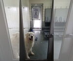 Small #13 Great Pyrenees Mix