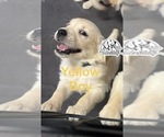 Puppy 3 Golden Retriever