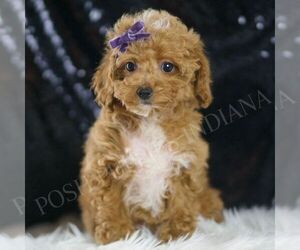 Medium Poodle (Toy)