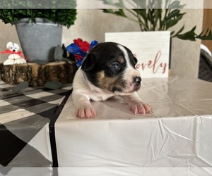 Rat Terrier Puppy for sale in TAMPICO, IL, USA