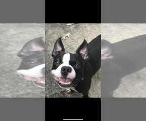 Father of the Faux Frenchbo Bulldog puppies born on 09/17/2025