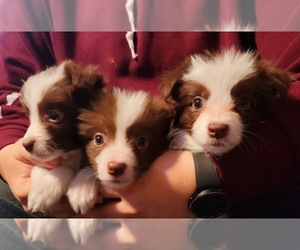 Border Collie Puppy for sale in MISSOULA, MT, USA