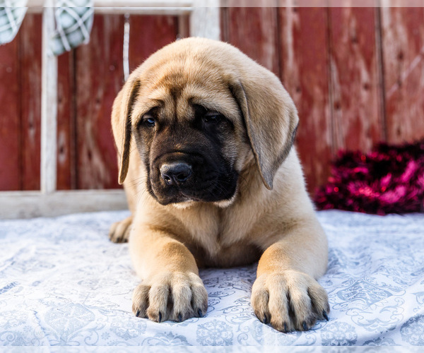 Medium Photo #7 Mastiff Puppy For Sale in WAKARUSA, IN, USA