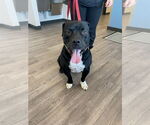 Small #13 American Staffordshire Terrier Mix
