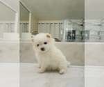 Small Photo #28 Pomeranian Puppy For Sale in CITRUS HEIGHTS, CA, USA