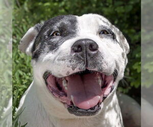 American Staffordshire Terrier Dogs for adoption in Albuquerque, NM, USA