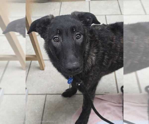 Medium Photo #1 Holland Shepherd-Unknown Mix Puppy For Sale in Calgary, Alberta, Canada