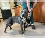 Small American Pit Bull Terrier