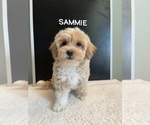 Puppy Sammie Maltipoo